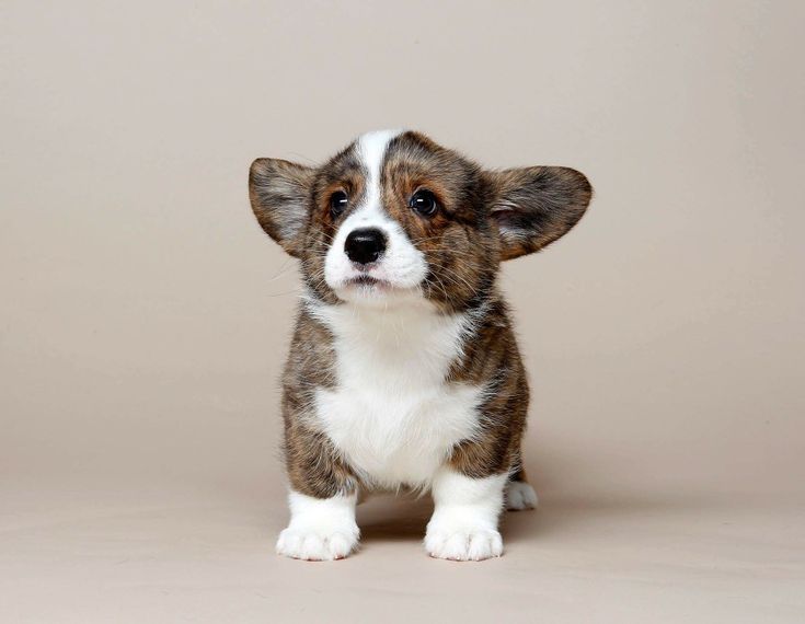 Cardigan Welsh Corgi