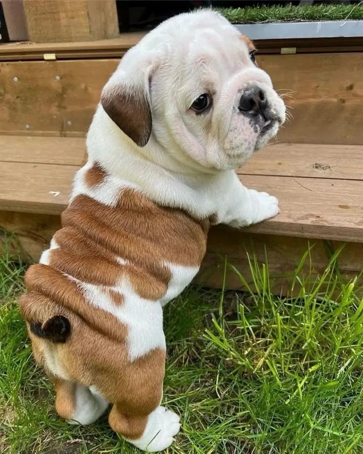 English Bulldog