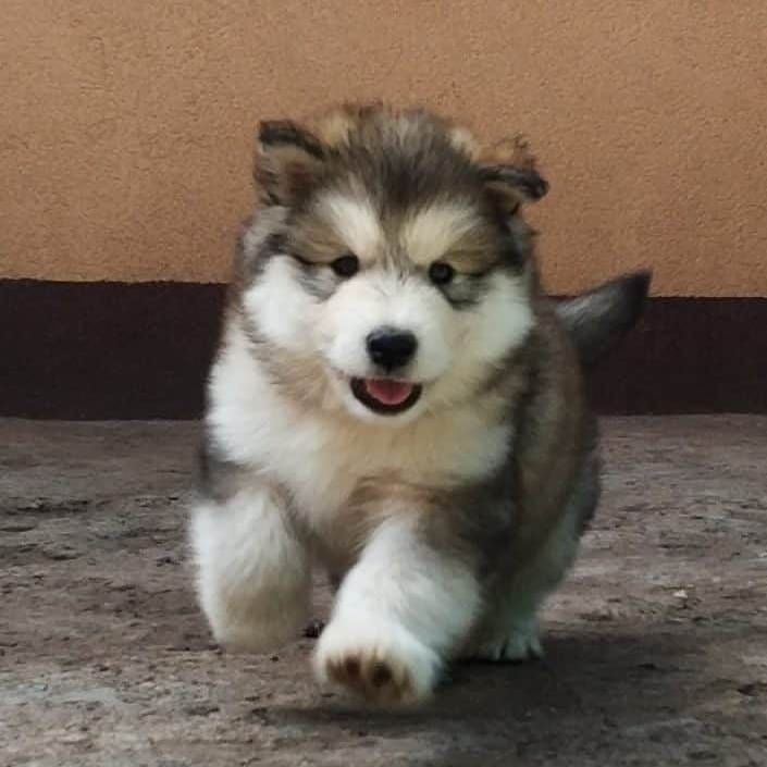 Alaskan Malamute