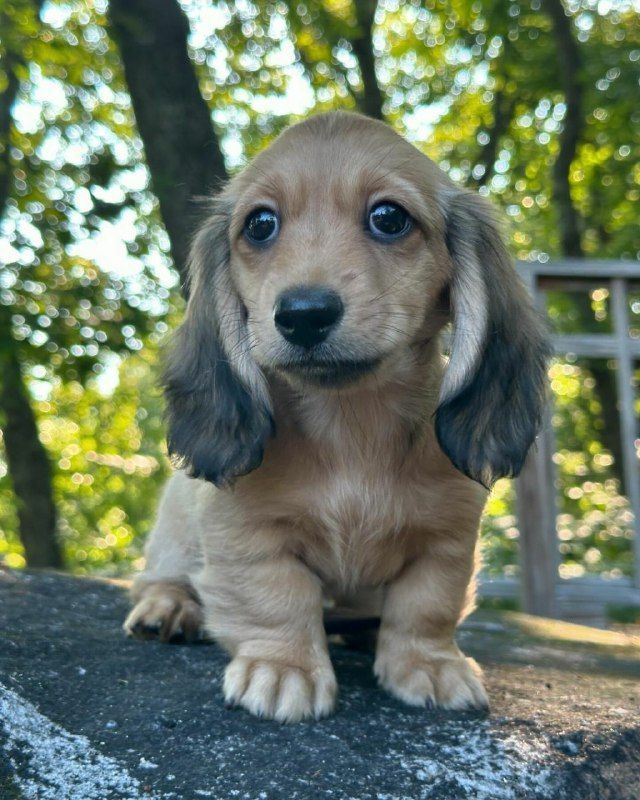 Dachshund