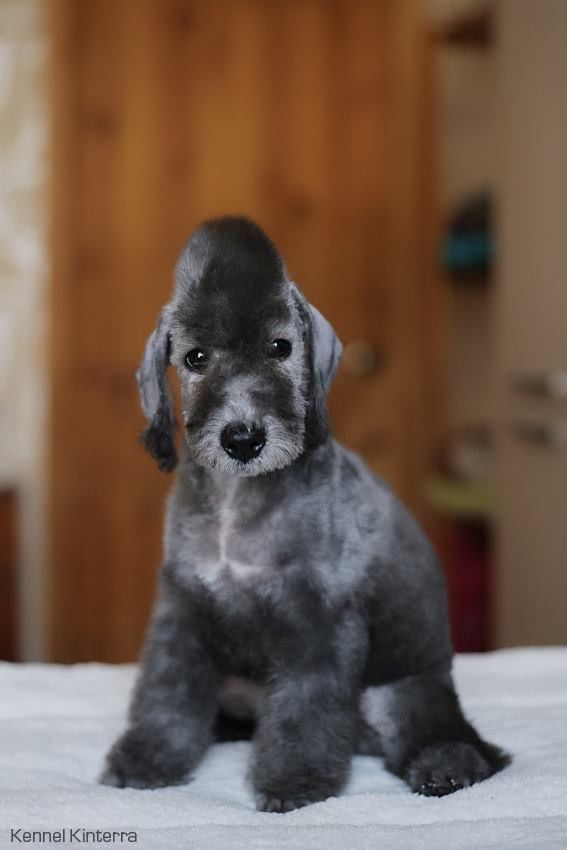 Bedlington Terrier