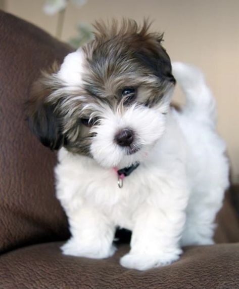 Havanese
