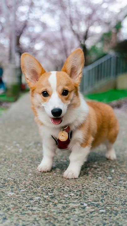 Cardigan Welsh Corgi