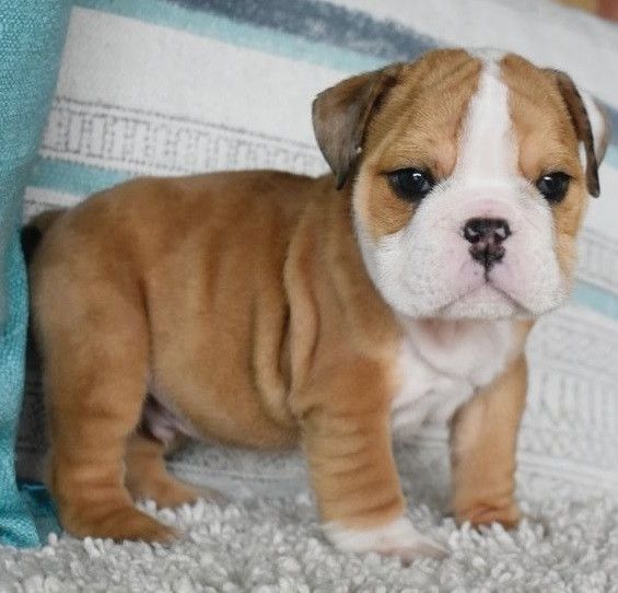 English Bulldog