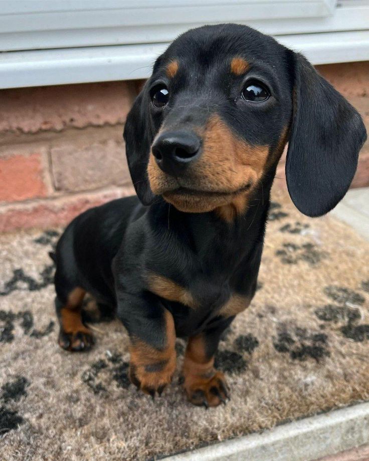 Dachshund