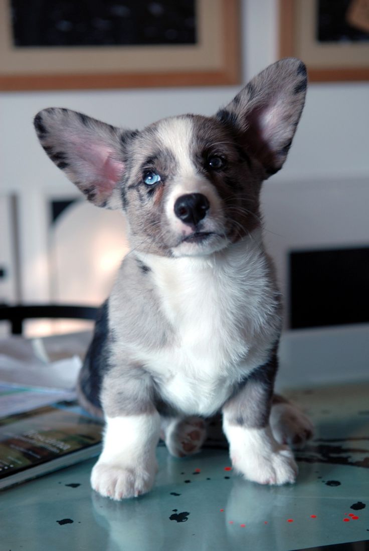 Cardigan Welsh Corgi