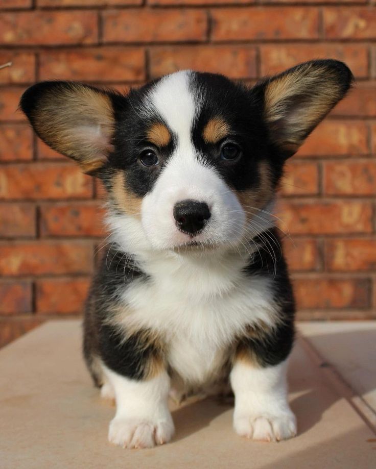 Cardigan Welsh Corgi