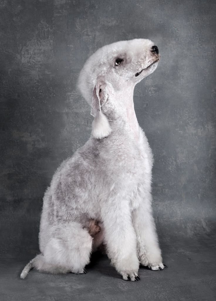 Bedlington Terrier