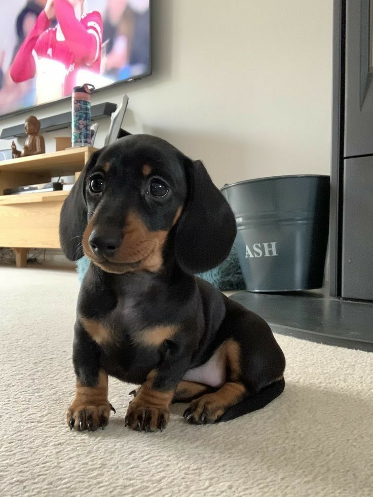 Dachshund