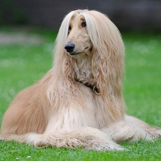 Afghan Hound