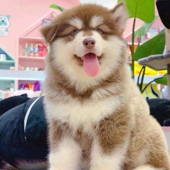 Alaskan Malamute Puppy