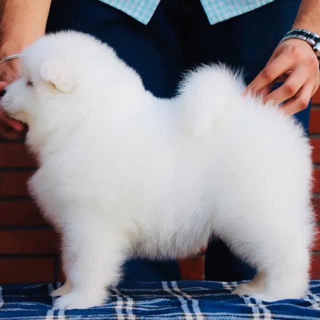 Samoyed-Dav Pet Lovers