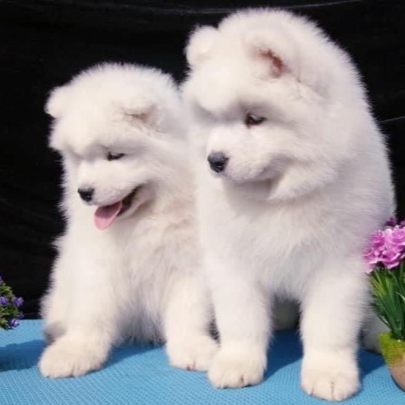 Samoyed-Dav Pet Lovers