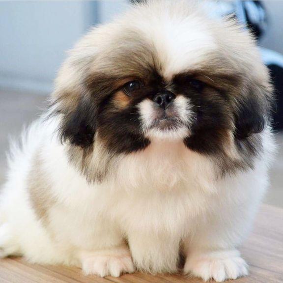 Pekingnese-Dav Pet Lovers