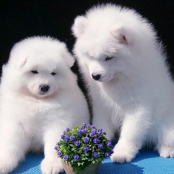 Samoyed-Dav Pet Lovers