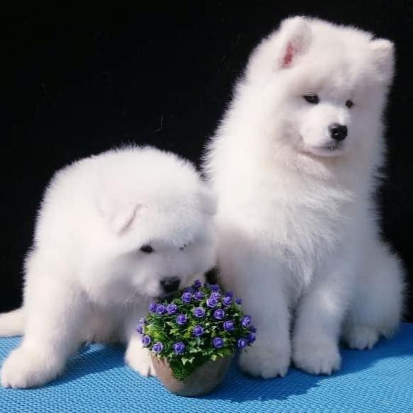 Samoyed-Dav Pet Lovers