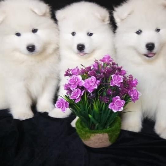 Samoyed-Dav Pet Lovers