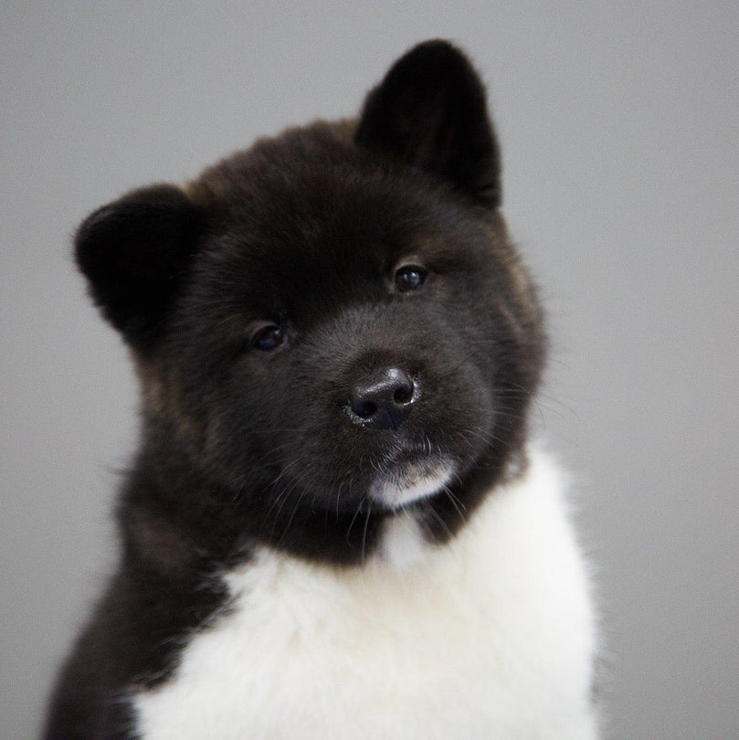 cute akita puppy