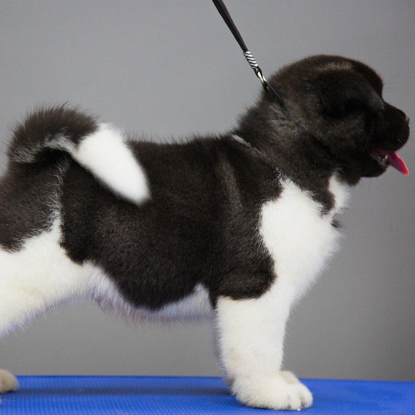 best akita puppy