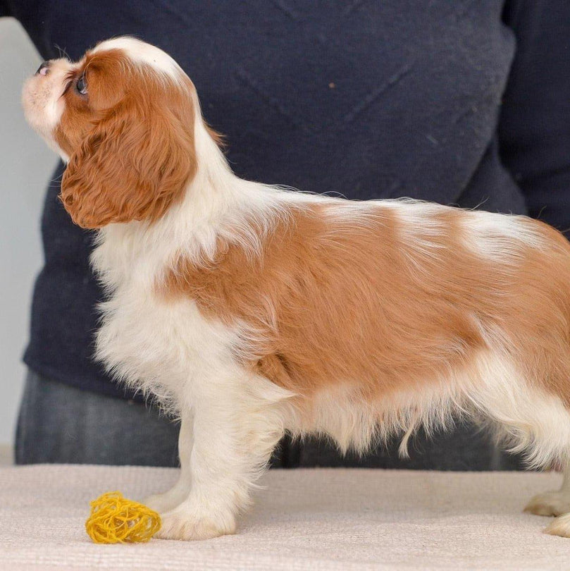 Cavalier King Charles - Dav Pet Lovers