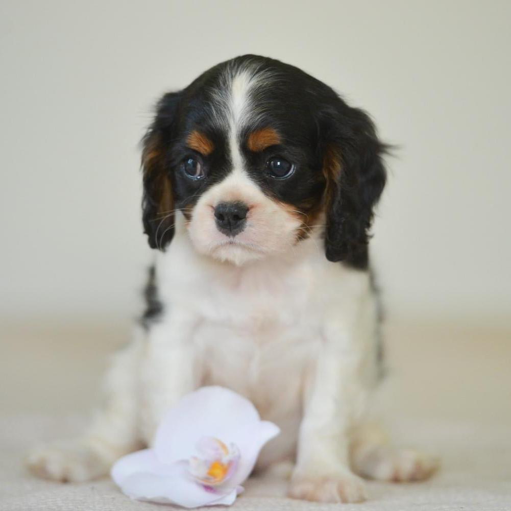 Cavalier King Charles - Dav Pet Lovers