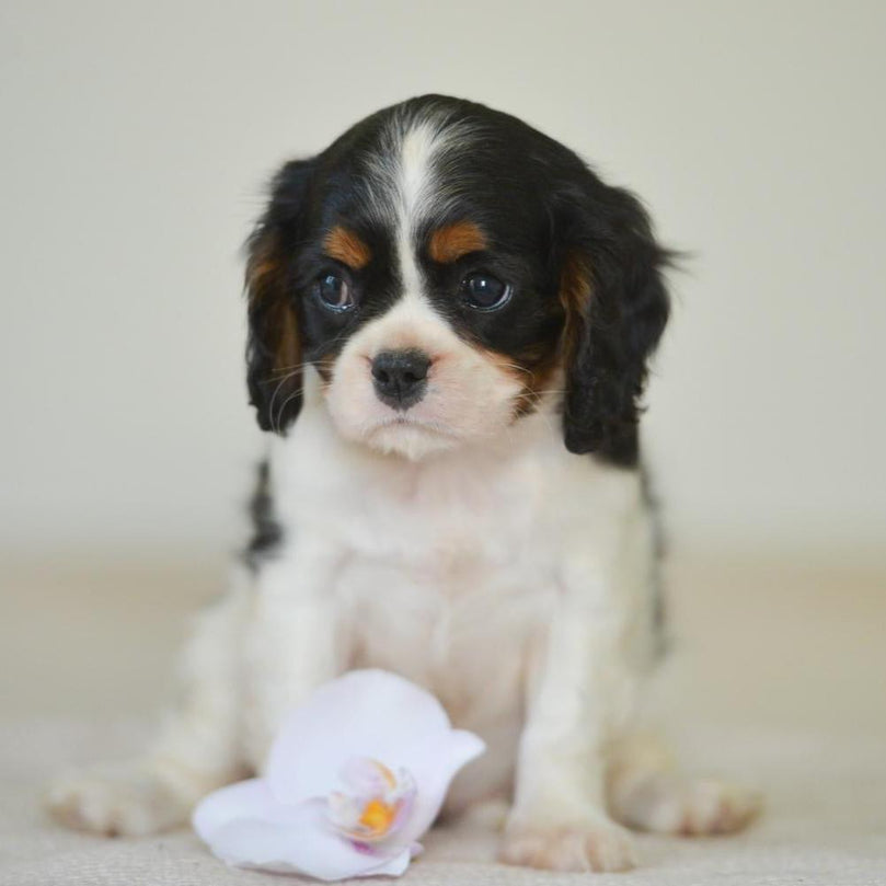 Cavalier King Charles - Dav Pet Lovers