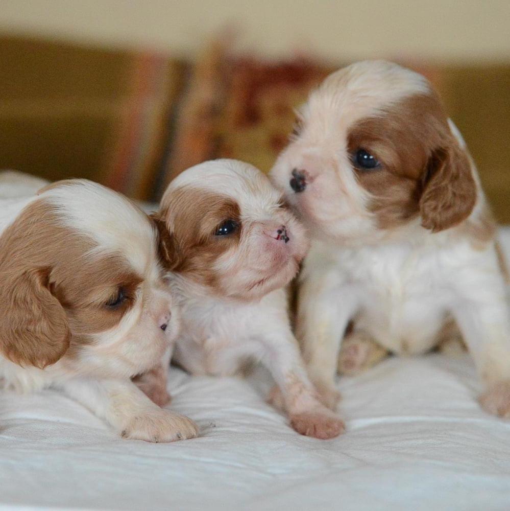 Cavalier King Charles - Dav Pet Lovers