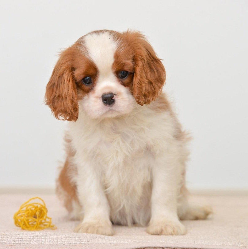 Cavalier King Charles - Dav Pet Lovers