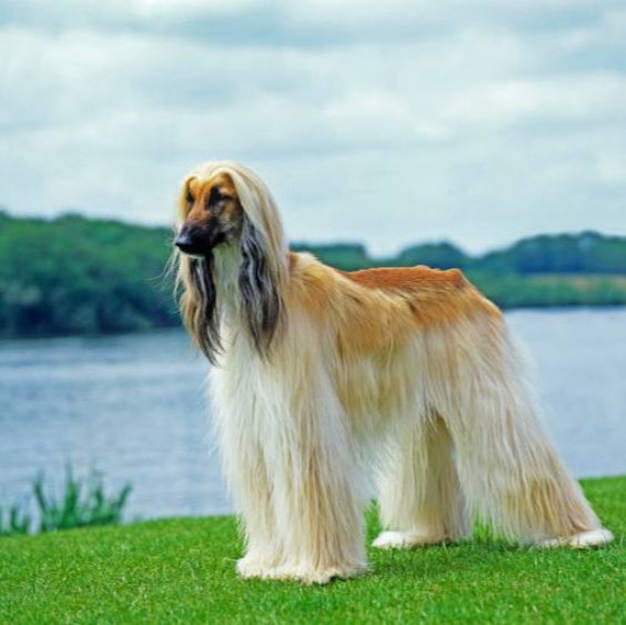 Afghan Hound
