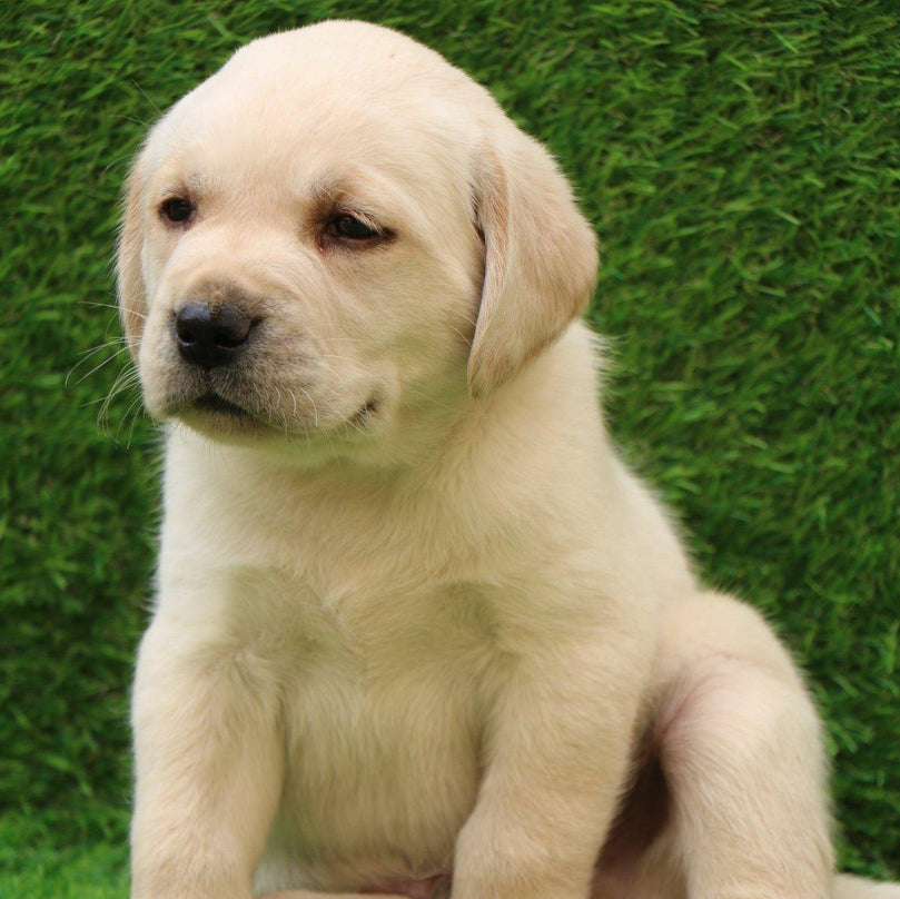 Labrador Retriever - Dav Pet Lovers