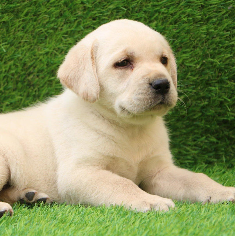 Labrador Retriever - Dav Pet Lovers