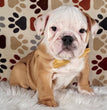 English Bulldog