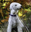 Bedlington Terrier - Dav Pet Lovers